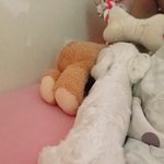 [강아지] 우리<b>참치</b> 2탄 올려요~~