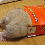 찹쌀떡인 줄 알았던 <b>햄스터</b>들