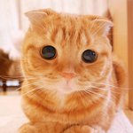 비주얼 <b>끝판</b>왕인 냥이들 모음