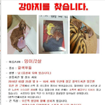 강아지를 찾습니다. [사례금 100만원 드려요]