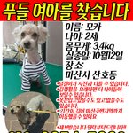 마산시에서 실종된 푸들<b>여아</b>를 찾습니다!!
