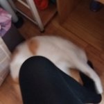 나의 동거남 <b>도칠</b>이 "2탄, 새로운 장난감"