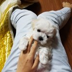 [강아지] 또 개엄마가 되었어요