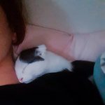 [고양이] 솔직히 너 자는 얼굴 못생겼어