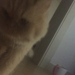 [댓글부탁해] 안좋았던 기분 고양이보고 확<b>풀림</b>