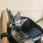 [고양이] 냥줍) 복희 이야기 2편