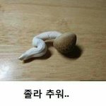 치킨 시켰다 호롤ㄹ로롤ㄹ