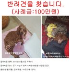 강아지를 찾습니다!!! 꼭 한번 봐주세요