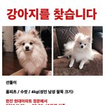 [댓글부탁해] 강아지를잃어버렸어요 화서동크림폼<b>피츠</b>