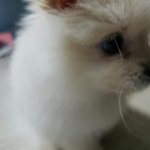 우리<b>집</b> 포메라니안 ㅎㅅㅎ