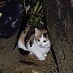 [댓글부탁해] 새끼길냥이 <b>사진</b><b>찍</b>음ㅋㅋ