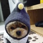 [강아지] 방자,<b>다섯</b>번째이야기