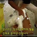 당신이 입고있는 옷은 <b>동물</b>의 털이 아닌가요?