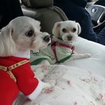 부산 <b>남구</b> 대연4동 말티즈
