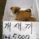 <b>개한</b>심.