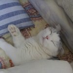 [고양이] <b>이불</b>덮고 자는 봄