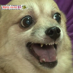 언니년  __ <b>조카</b> <b>개</b>짜증나네