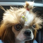 시<b>츄</b>미용 이게 뭔가요 진짜