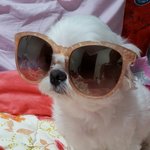 강아지 뿌꾸하니