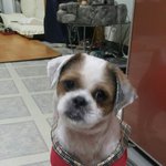 [동행세상] 할머니가 돌아가시고 안락사 위기에 처한 시츄 <b>제제</b>