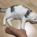 [고양이] 로로 일상 파파라치 6탄