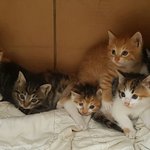 길냥이 밥준지 1년남짓...