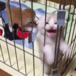 <b>난쟁이</b> 가둬두고싶네