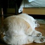 <b>토실</b>이 보고싶당