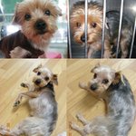 [경북점촌] 누가 쌈지를 몰래 데려갔어요..제발 좀 찾아주세요....