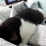 [고양이] 후지마비고양이 아강이 이야기 -4