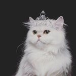 여왕님 돋는 <b>기품</b>있는 냥이들