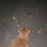 [고양이] 길냥이 처음대하는데..ㅠㅠ조언좀 부탁드립니다요ㅠㅠ