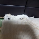 [강아지] 또 개엄마가 되었어요-2
