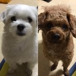 <b>충남</b>부여 강아지를 찾습니다