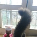 [고양이] 귀요미.콩이~~^^