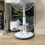 [고양이] <b>로로</b> 일상 파파라치 7탄