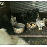 [동행세상] 부산개농장에서 구조한 4킬로<b>미만</b> 엘사와 로사