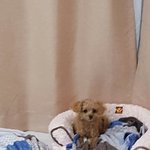 [강아지] 인형이 일상 2