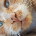 거래처 냥이 멍멍이~