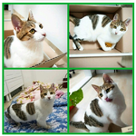 냥이 입양 계획중이신 분들 꼭 봐주세요 ( . .)