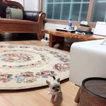 [강아지] 치와와 강남이 성장기! (사진多)