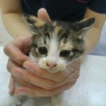[고양이] 태어난지 이제 <b>한</b>달<b>반</b> 된 아이.. (입양될듯합니다)