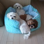 <b>보리</b>와 아가들-집장만했어요.