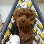 [강아지] 개딸랑구 토리를 소개합니다^^