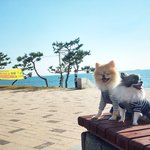 [크림일기] 포메<b>슈크림</b> : 우리 이제 친해졌어요