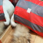 나의 동거남 도칠이는 털사랑