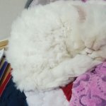 [고양이] <b>모찌</b>를 그려보았다! :)