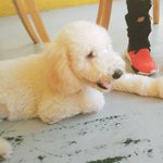 [EXO] <b>애견</b>카페갔다왔는데 비비닮은강아지있었음