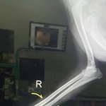 [동행세상] <b>산업</b>도로위 사고를 당한 보더콜리 믹스견