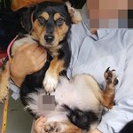 [동행세상] 아이가 태어나면서 군부대에 버리고간 닥스믹스 <b>곤이</b>.